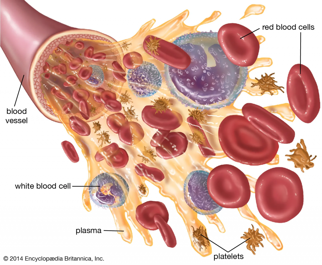 This image has an empty alt attribute; its file name is blood_anatomy-1024x844.png